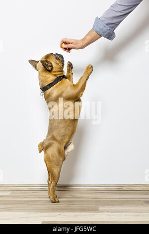 Bulldogge bekommt einige Essen Stockfoto