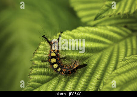 Raupe auf Blatt Stockfoto