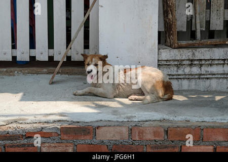 Streunender Hund liegend auf der Straße Stockfoto