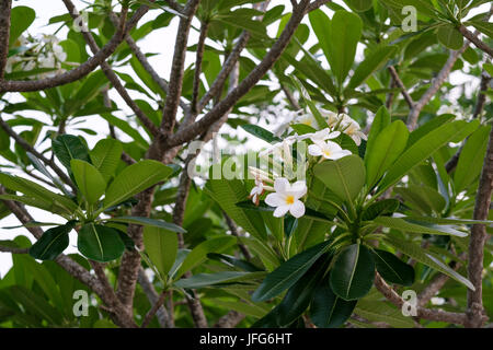 Weiß plumeria Blumen auf einem Baum in Laos, Asien Stockfoto