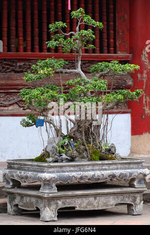 Tempel der Literatur in Hanoi, Vietnam, Asien Stockfoto