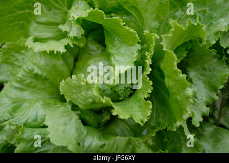 Nahaufnahme von frischen grünen Salat in einem Garten Stockfoto