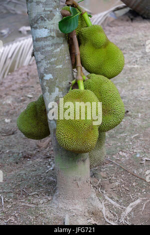 Jackfruit Baum Stockfoto