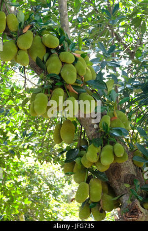 Jackfruit Baum Stockfoto