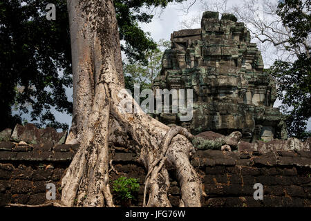 Ta Prohm Tempel, Siem Reap, Kambodscha Stockfoto