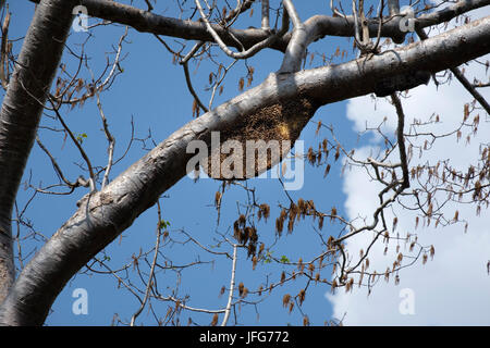 Asiatische Honey Bee Hive auf einem Ast Stockfoto