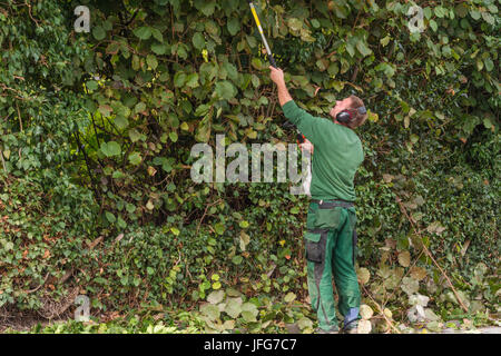 Eine Hecke schneiden Stockfoto