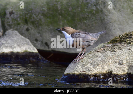 Weißer-throated Schöpflöffel Stockfoto