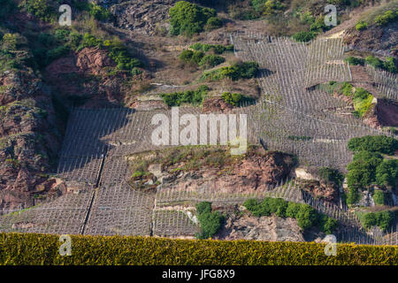 Weinberge an der Mosel im Frühling. Stockfoto