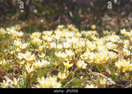 Crocus Crocus luteus, Golden Stockfoto