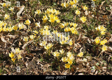 Crocus Crocus luteus, Golden Stockfoto