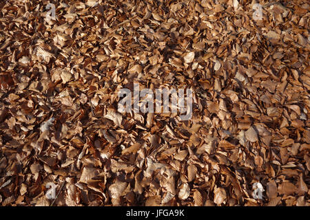 Fagus sylvatica, Buche, Blätter im Herbst Stockfoto