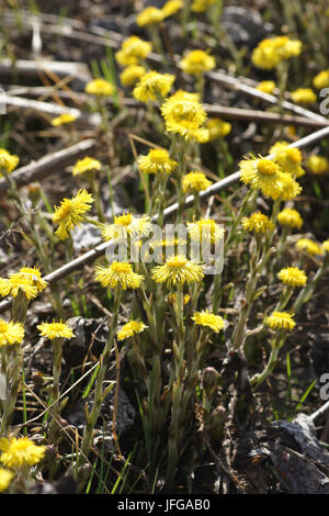 Tussilago Farfara, Huflattich Stockfoto