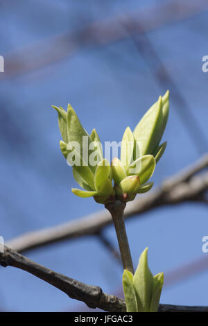 Syringa vulgaris, Flieder, Knospen Stockfoto