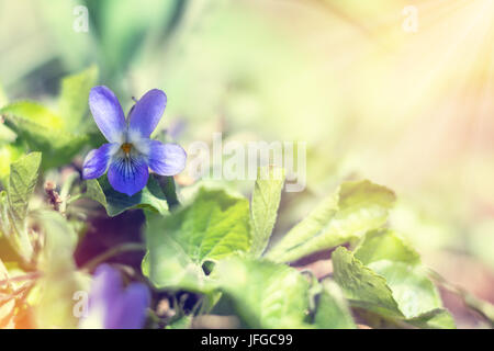 Schöner Frühling Veilchen Viola odorata Stockfoto