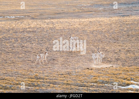 China tibetische Antilope Stockfoto