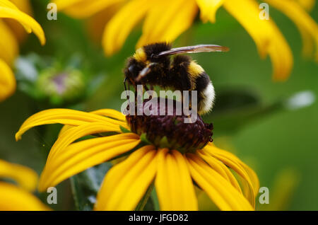 Hummel auf Echinacea Blume Stockfoto