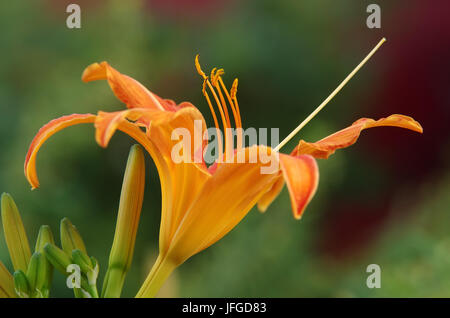 Daylily Blüte Stockfoto