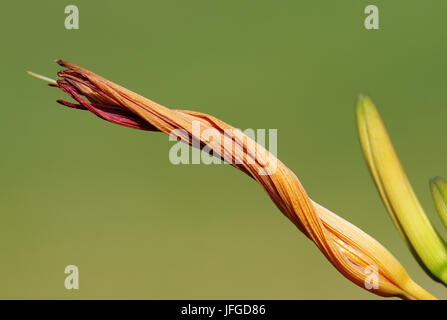 Daylily verblasst Stockfoto