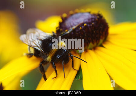 Hummel auf Echinacea Blume Stockfoto