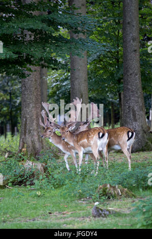 Herde der männlichen Damhirsch im Wald Stockfoto