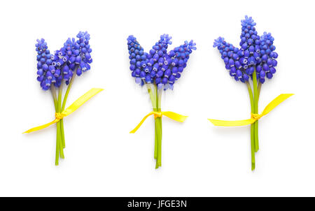 Muscari Blumen isoliert auf weißem Hintergrund Stockfoto