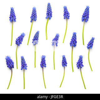 Muscari Blumen isoliert auf weißem Hintergrund Stockfoto