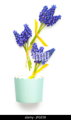 Muscari Blumen isoliert auf weißem Hintergrund Stockfoto