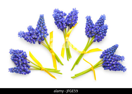 Muscari Blumen isoliert auf weißem Hintergrund Stockfoto