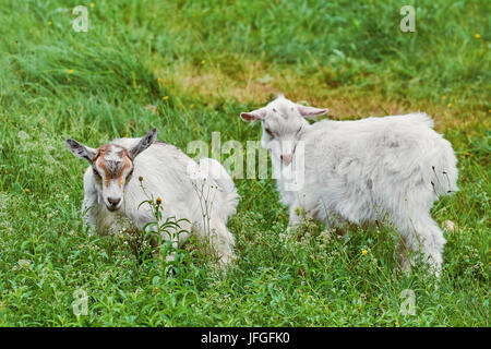 Goatlings im Gras Stockfoto