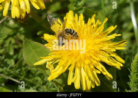 Taraxacum Officinale, Löwenzahn, mit Bee Stockfoto