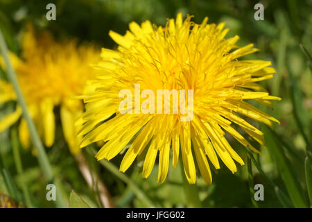 Taraxacum Officinale, Löwenzahn Stockfoto