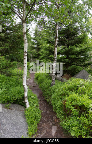 Leistenklippe Sachsen-Anhalt Deutschland Stockfoto