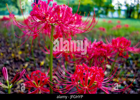 Red Spider lily Lycoris radiata Cluster Amaryllis higanbana Stockfoto