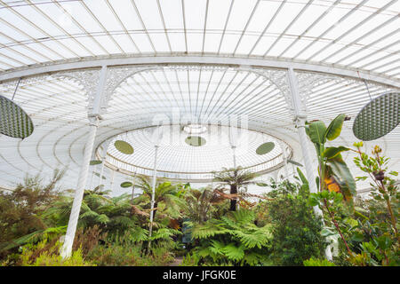 Schottland, Glasgow, botanischen Gärten, Kibble Palace Gewächshaus Stockfoto