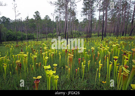 Kannenpflanzen (Sarracenia) wächst in Hanglage Versickerung Moor, SE USA Stockfoto