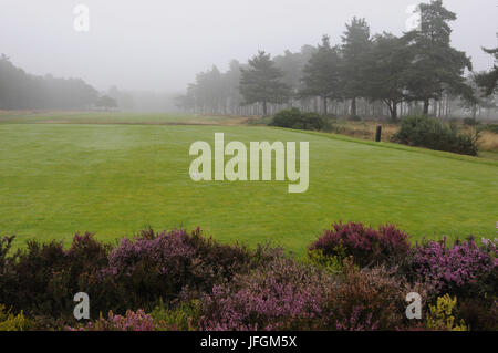 Blick über Heathers zum 1. Abschlag, Hankley Common Golf Club Stockfoto