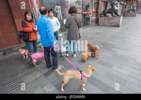 China, Shanghai, Gruppe von Frauen mit Hunde Stockfoto