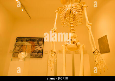 England, London, Wellcome Collection, Skulptur des Skeletts Stockfoto