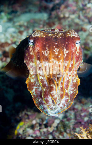 Breite Halbbogen Tintenfisch, Tintenfisch finden, Florida Inseln, Salomonen Stockfoto