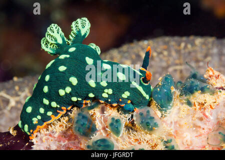 Grüne Variable Neon Slug, Nembrotha Kubaryana, Florida Inseln, Salomonen Stockfoto