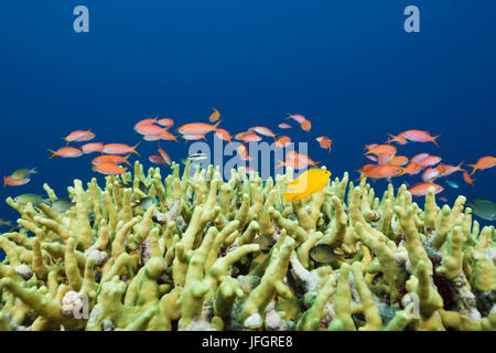 Juwelen-Flag Sitzstangen im Riff, Pseudanthias Squamipinnis, Russell-Inseln, den Salomon-Inseln Stockfoto