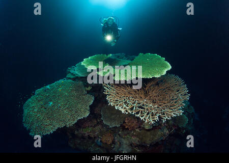 Taucher im Korallenriff, Russell-Inseln, den Salomon-Inseln Stockfoto