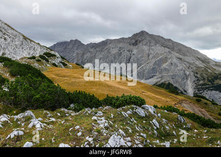 herbstliche Gras- und Berg Kiefern auf der Rückseite die Wiederholungen vor Bettelwurf und Speckkarspitze, Lafatscherjoch, Karwendel, Tyrol Stockfoto