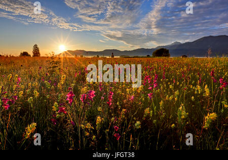 Deutschland, Bayern, Oberbayern, bayerische Ausläufern der Alpen, Kochelmoos, Kochler Moore, Kochler Moos, Sumpf Gladiolen (Gladiolus Palustris) im Hintergrund Benediktenwand, Bayerische Voralpen Stockfoto