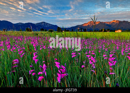 Deutschland, Bayern, Oberbayern, bayerische Ausläufern der Alpen, Kochelmoos, Kochler Moore Kochler Moos, Sumpf Gladiolen (Gladiolus Palustris) im Hintergrund Jochberg, Herzogstand, Heimgarten, Bayerische Voralpen Stockfoto