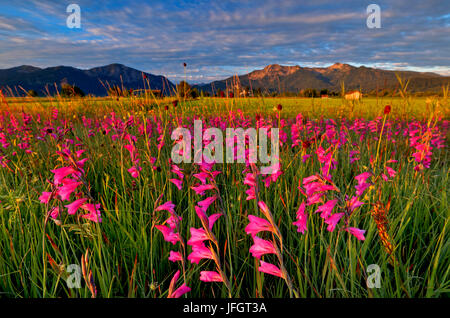 Deutschland, Bayern, Oberbayern, bayerische Ausläufern der Alpen, Kochelmoos, Kochler Moore Kochler Moos, Sumpf Gladiolen (Gladiolus Palustris) im Hintergrund Jochberg, Herzogstand, Heimgarten, Bayerische Voralpen Stockfoto