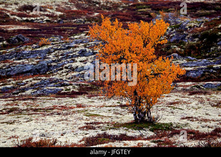 Europa, Norwegen, Region Tröndelag, Süd-Tröndelag, Dovrefjell-Sunndalsfjella-Nationalpark, Fjell, Birke, Herbstfärbung Stockfoto