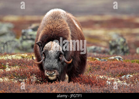 Europa, Norwegen, Region Tröndelag, Süd-Tröndelag, Dovrefjell-Sunndalsfjella-Nationalpark, Moschusochsen Ovibos moschatus Stockfoto