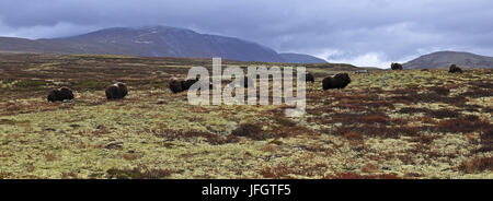 Europa, Norwegen, Region Tröndelag, Süd-Tröndelag, Dovrefjell-Sunndalsfjella-Nationalpark, Moschusochsen Ovibos moschatus Stockfoto